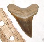 Carcharocles angustidens tooth